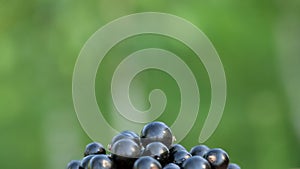 Black currant berries on green natural background.