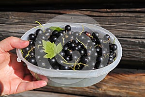 black currant berries in a plastic container on the background of a log wall