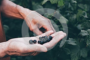 Black currant berry on old person hand