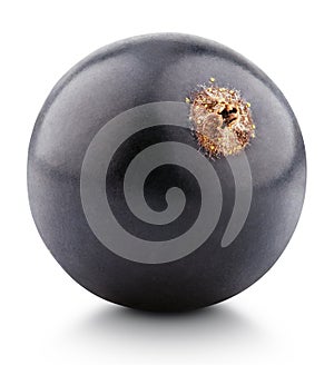 Black currant berry on white