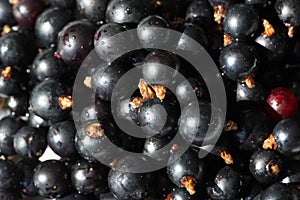 Black currant, blackcurrant, blackberry. vitamin C and polyphenol phytochemicals.  They are used to make jams, jellies and syrups photo