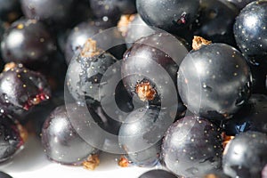 Black currant, blackcurrant, blackberry. vitamin C and polyphenol phytochemicals.  They are used to make jams, jellies and syrups photo