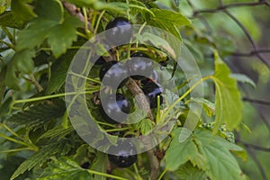 black currant branch