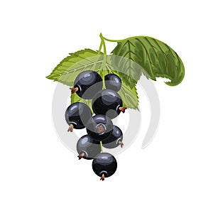 black currant branch cartoon vector illustration