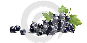Black currant branch fresh isolated on white background