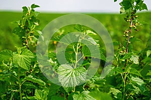Black currant branch with green leaves