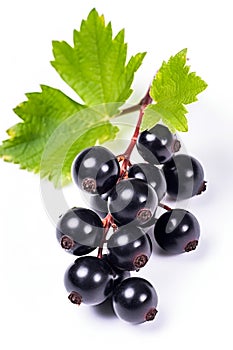 Black currant branch isolated on white background