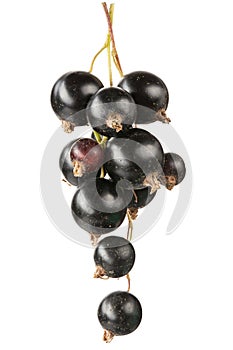 Black currant branch isolated on white background . File contains clipping path