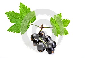 Black currant branch isolated on white. Fresh black currant berries isolated on white background