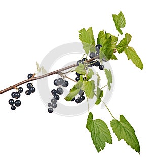 Black currant branch isolated on white