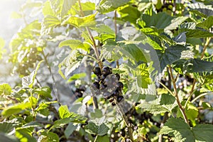 Black currant on the branch with leaves.