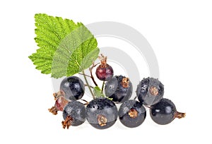 Black currant branch with leaves isolated on a white background