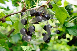 Black currant on a bush in the garden