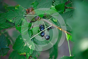 Black currant on a bush in the garden in the summer