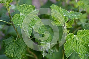 Black currant diseases.Powdery mildew-a greyish powder affecting blackcurrant bushes