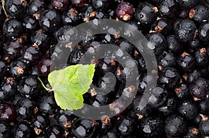 Nero ribes gocce da Acqua 