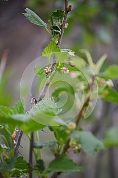 Black currant flowers, closeup, blurred agricultural spring background