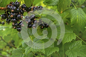 Black currant in garden. Branch of ripe berries