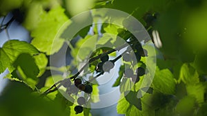 Black currant hanging on green bush branch in sunshine. Close-up of organic healthful berries outdoors in sunlight on