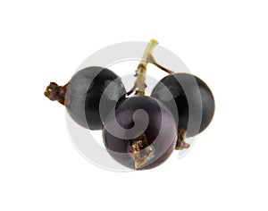 Black currant isolated on white background
