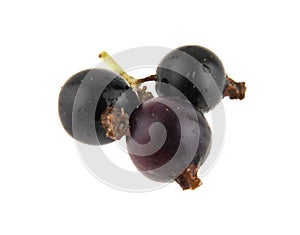 black currant isolated on white background