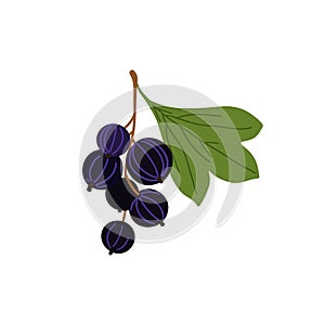 Black currant. Jostaberry. Vector flat