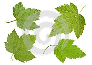 Black currant leaf