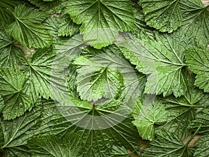 Black currant leaves drying for herbal tea