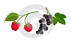 Black Currant and Raspberry Branch with Berries and Green Fibrous Leaves Vector Set