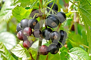 Black currant Ribes nigrum on a branch in the garden.