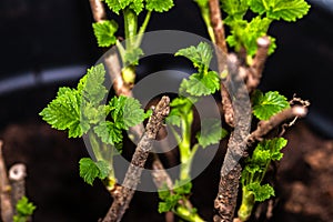 Black currant, Ribes nigrum, bush with fresh shoots in spring