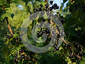 Black currant ribes nigrum ripe berries on vine in the garden
