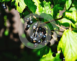 black currant sunlight day in the garden green leaves