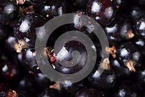 Black currant top view