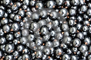 Black currant. Top view