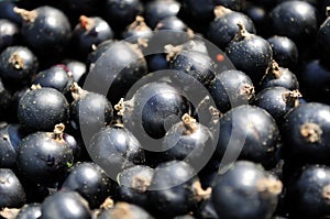 Black Currants