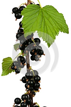 Nero ribes 