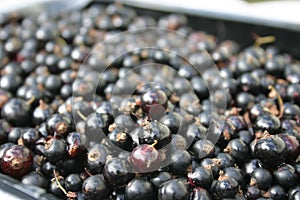 Black currants