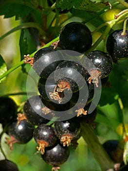 Black currants