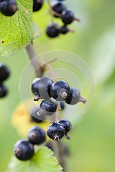 Black currants