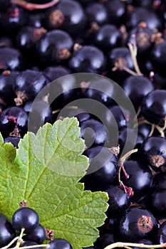 Black currants background