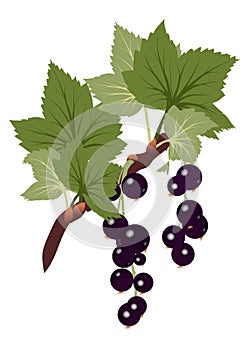 Black currants branch with leaves on transparent b
