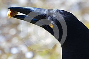 Black Currawong with stolen food tidbit in beak