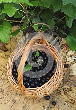 Black current in basket.