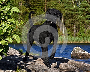 A black cut Royal poodle, standing by a forest lake