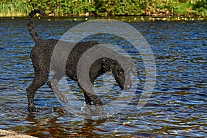 A black cut Royal poodle, standing by a forest lake