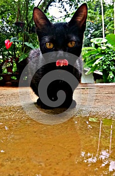 Black cute beautiful cat drink water in the
