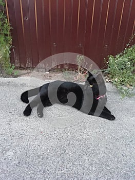 Black cute cate is lying on the ground near the house