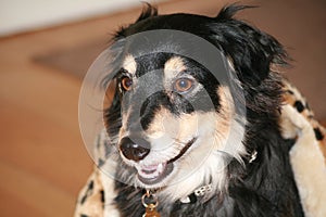 A black cute fluffy dog