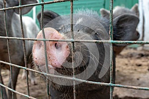 Black cute pig with a pink snout nose close up behind the metal mesh fence in the country farm